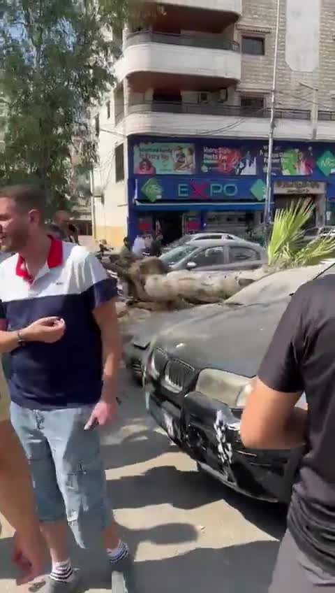 بالفيديو: سقوط شجرة على السيارات في الضاحية!