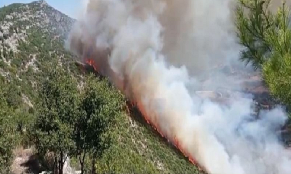 النيران تلتهم غابات السنديان والصنوبر بين بسري وتعيد