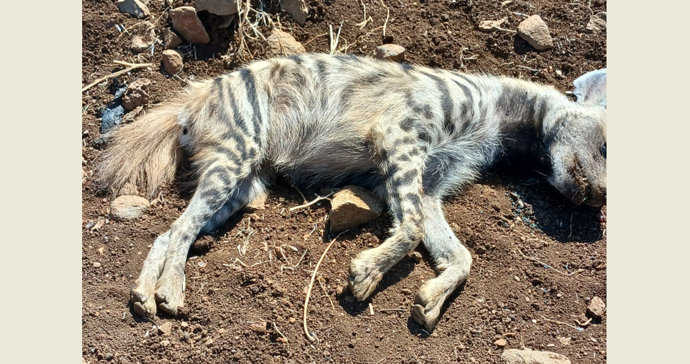 وزارة الزراعة: ضبط حالة تسميم مياه في حاصبيا وملاحقة الفاعل قانونيًا… وسلامة البيئة “خط أحمر