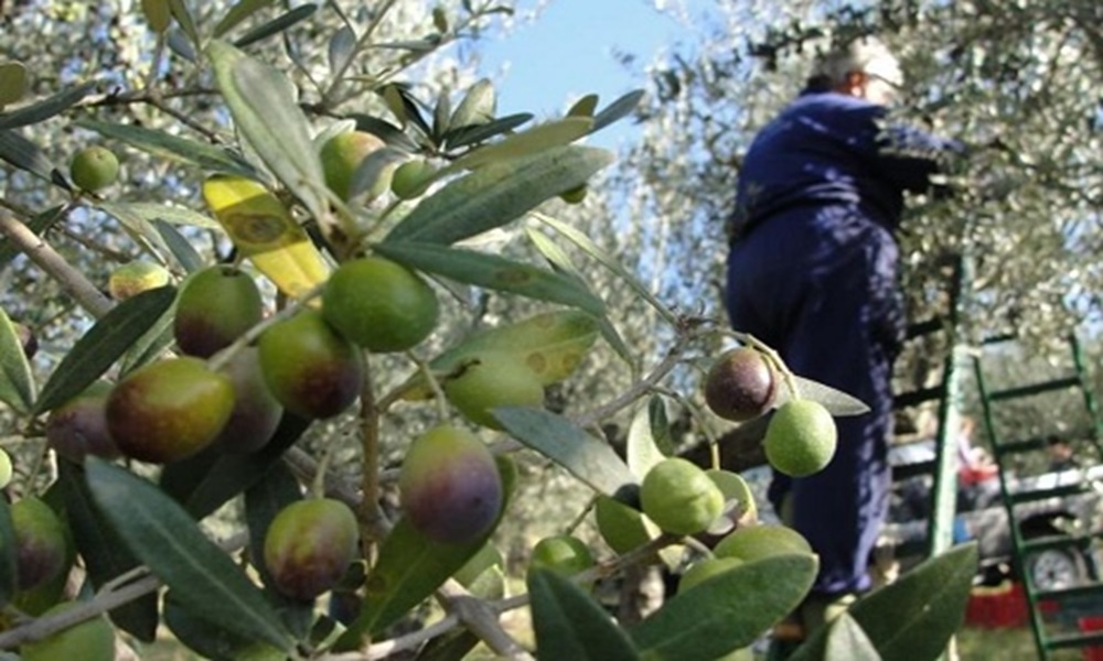 بيان من بلدية حولا للأهالي عن قطاف الزيتون