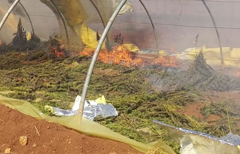 عمليات للجيش في البقاع والشوف: إتلاف حشيشة وتوقيف مروّجين