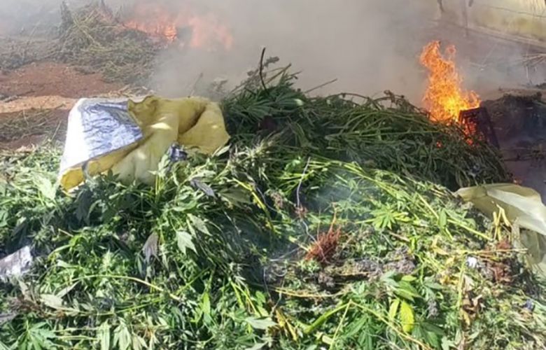 عمليات للجيش في البقاع والشوف: إتلاف حشيشة وتوقيف مروّجين