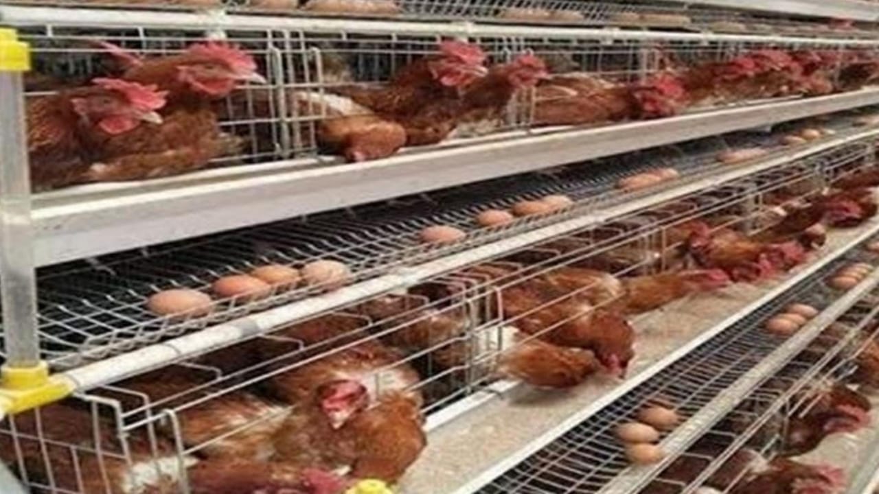 اغلاق محل لبيع الدجاج في  برج الشمالي