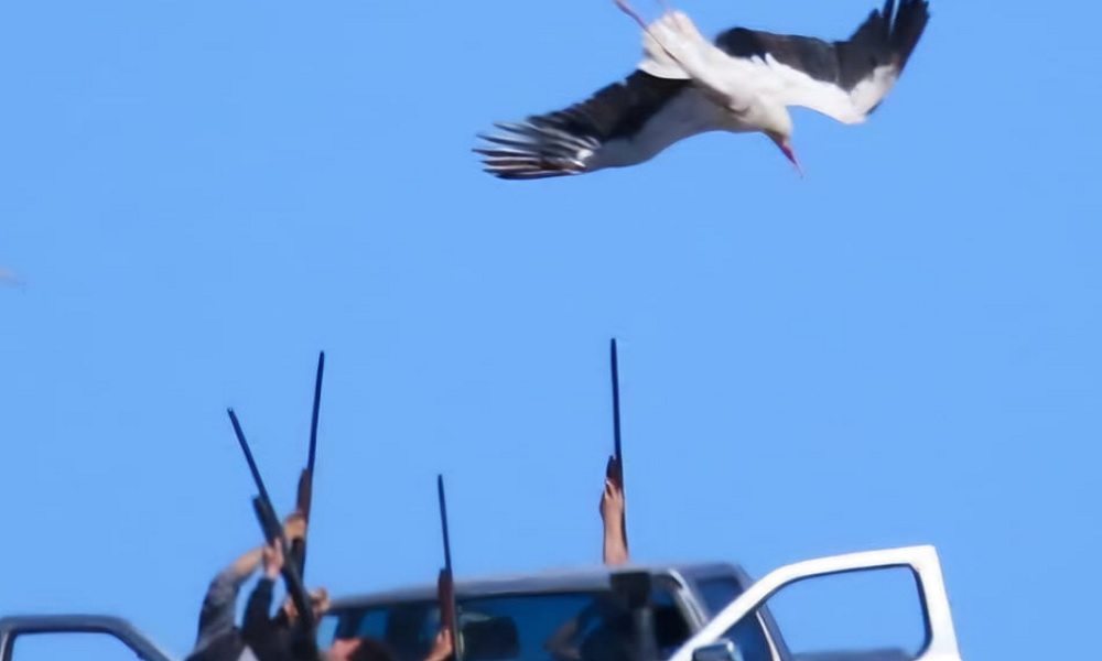 تحذير من إعلانات الصيد البري: الملاحقة بانتظار المخالفين!