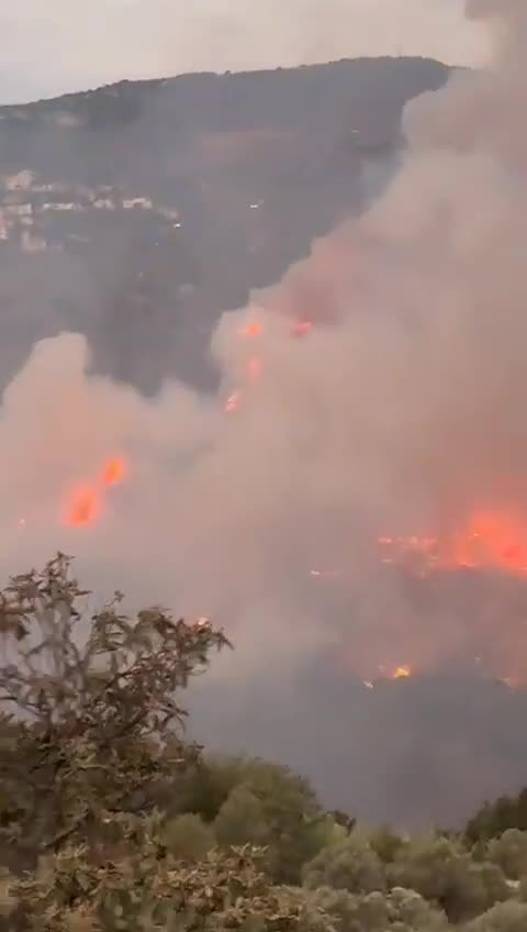 بالفيديو - النيران تلتهم حرج بكاسين… أكبر غابة صنوبر مثمر في الشرق الأوسط