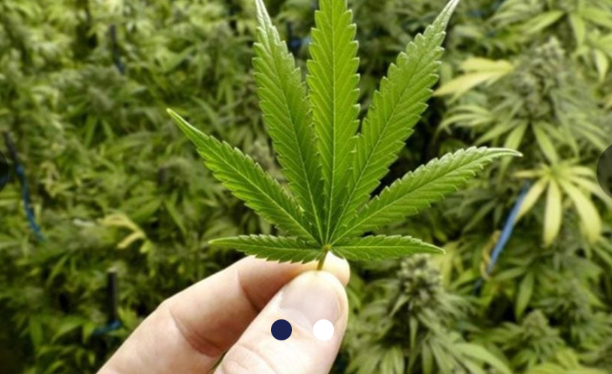 الهيئة الناظمة لزراعة القنب تصارع باللحم الحيّ: مهمة تتخطى التشريع إلى استعادة هيبة الدولة
هل دخل لبنان زمن الذهب الأخضر؟