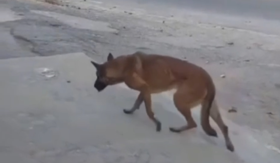 تسميم كلب في كفردبيان… والبلدية ووزارة الزراعة تتحركان