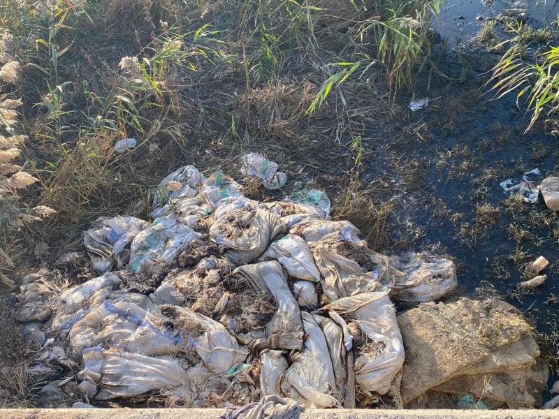 جريمة بيئية في زحلة: آلاف الدجاج النافق في مجرى الليطاني