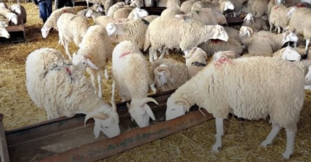 لقاء طارئ لمربي المواشي... وتحذير من كارثة