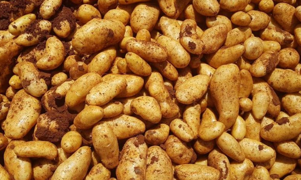 نداء من رئيس نقابة مزارعي البطاطا