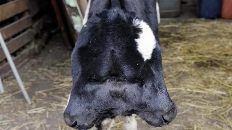 ظاهرة نادرة في عكار: ولادة عجل برأسين داخل مزرعة في برج العرب