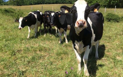 ضبط 74 رأساً من الأبقار المهرّبة من سوريا