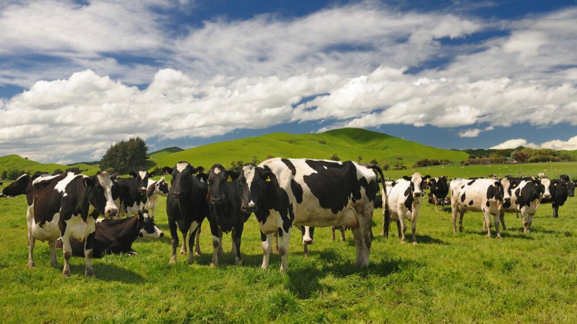 ماذا أعلنت الزراعة عن الحمى القلاعية في مزارع لبنان؟