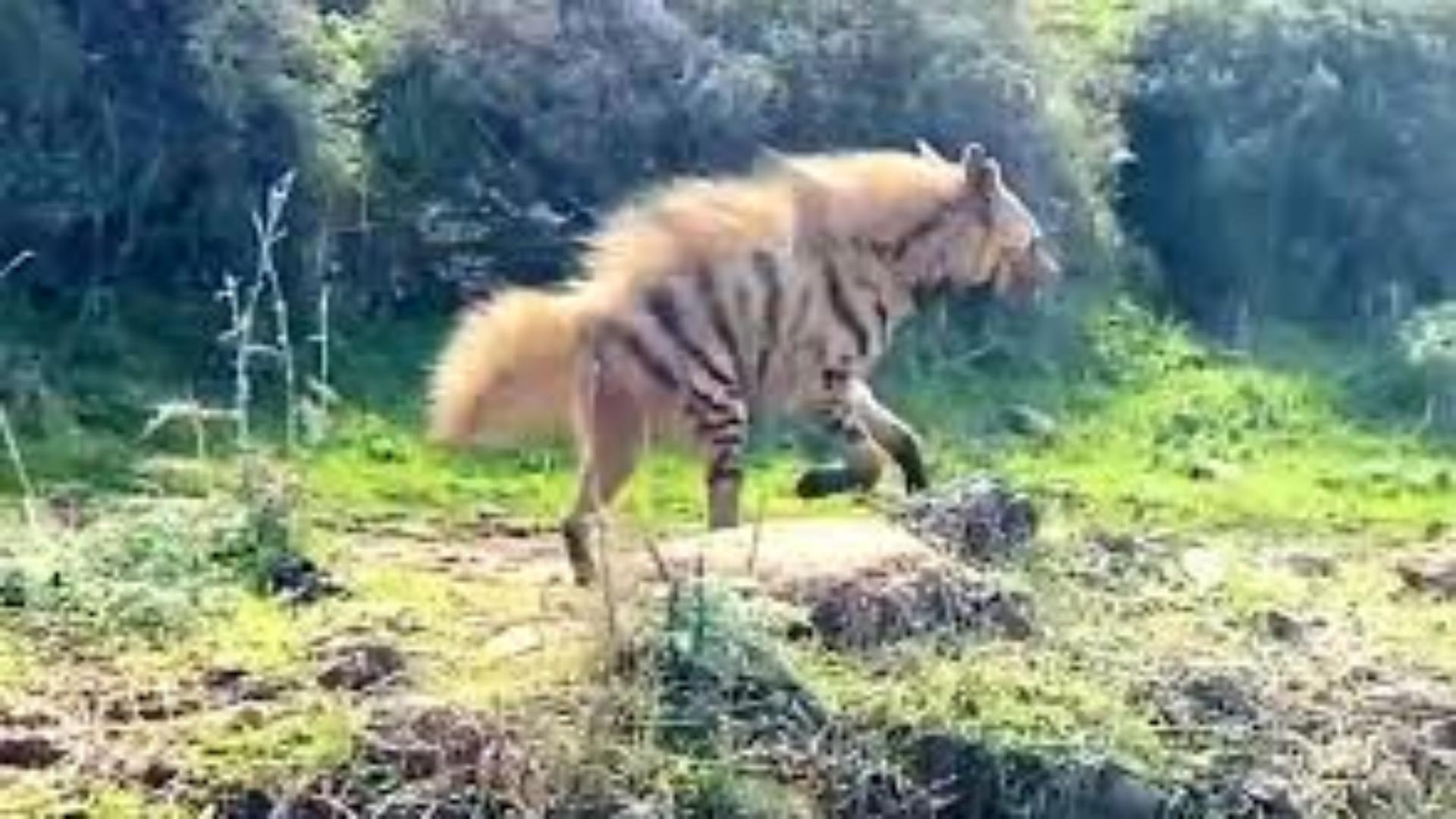 في لبنان: حيوان مهدّد بالإنقراض... لا تتعرّضوا له
