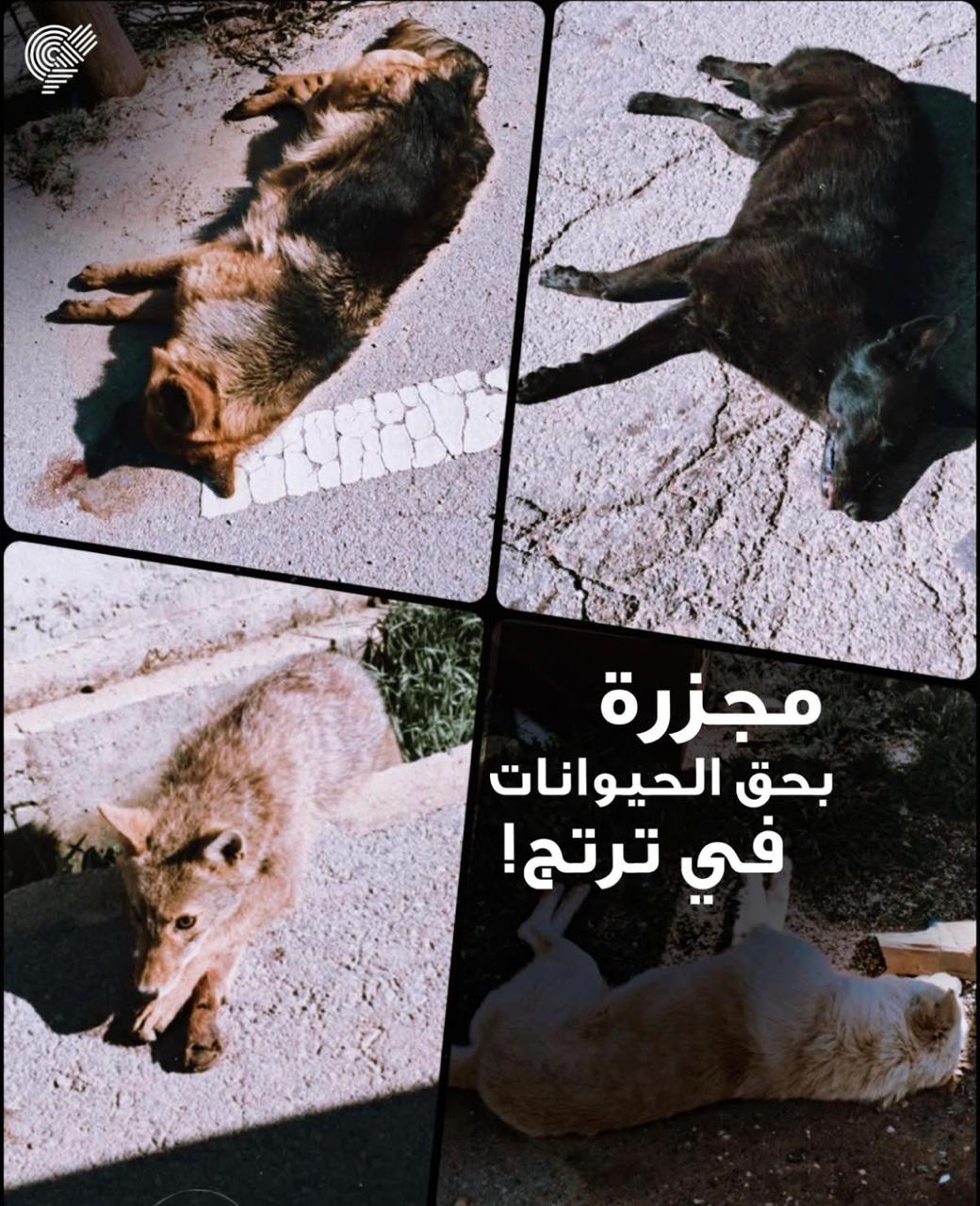 تسميم جماعي يهزّ ترتج: نفوق أكثر من 63 حيوانًا وفتح تحقيق رسمي