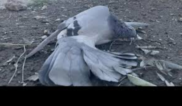 نيران إسرائيل و”الحزب” تحرق مهمة هوكشتاين الحرب إلى ذروة تصعيدية ومراوحة في معركة الحدود