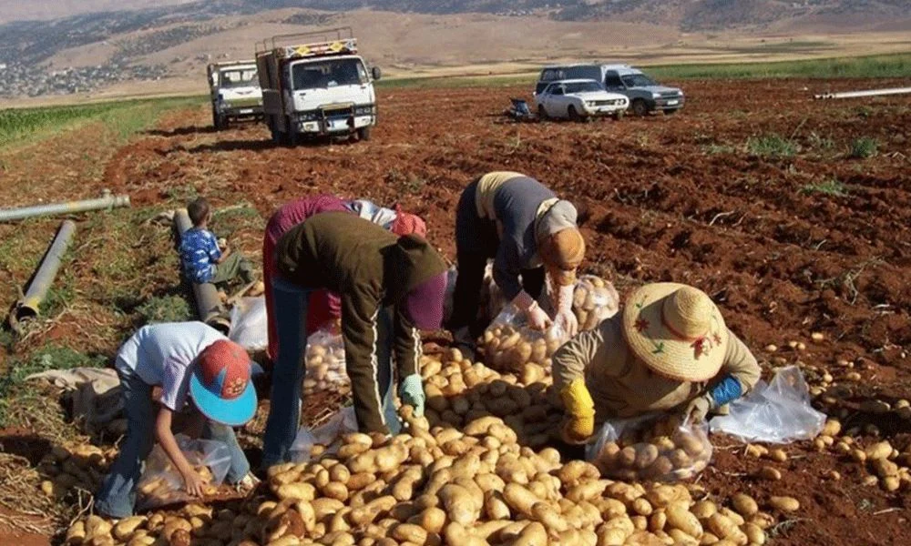 أزمة زراعية خطيرة ودعوة لفتح باب التصدير إلى الخليج